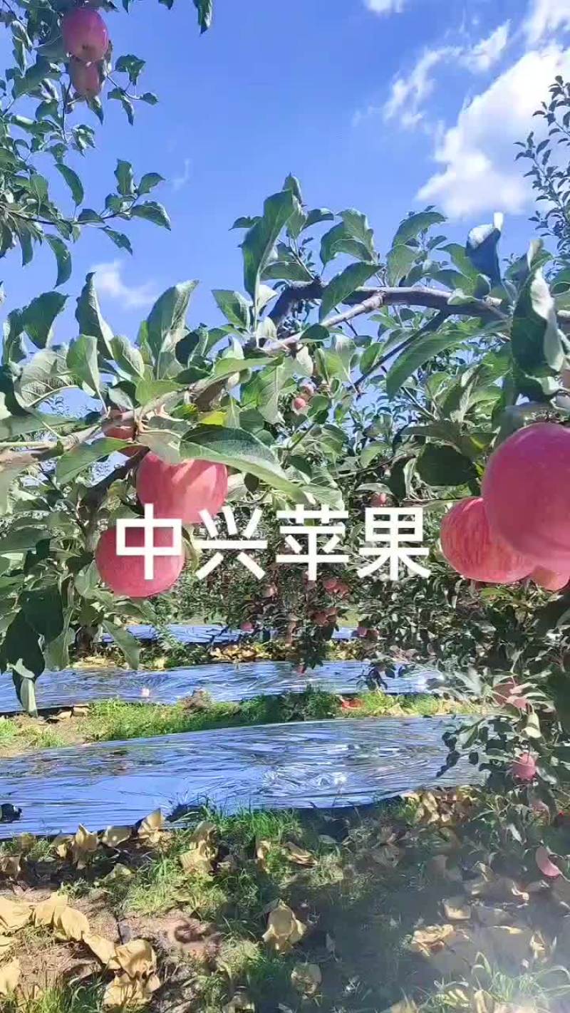 中兴苹果已上市