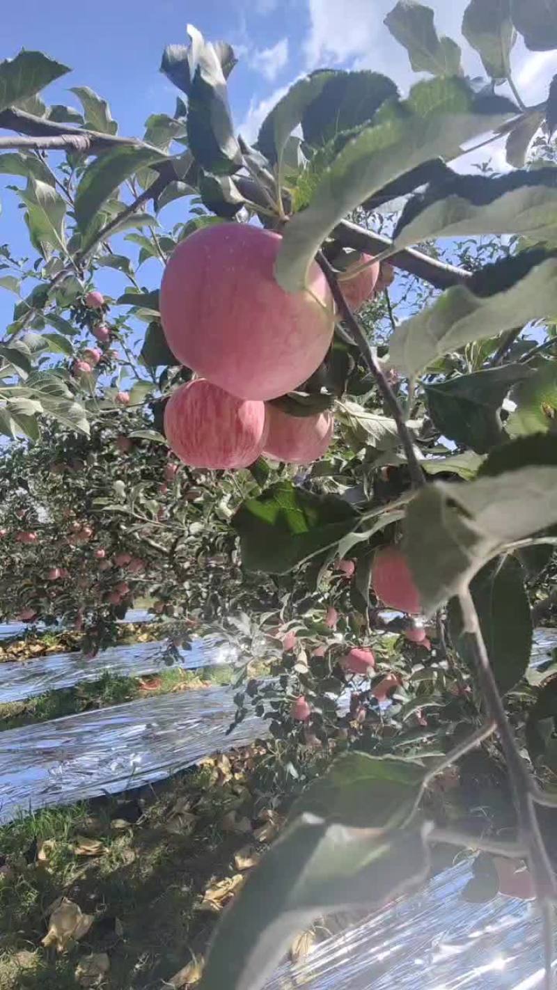 中兴苹果已上市
