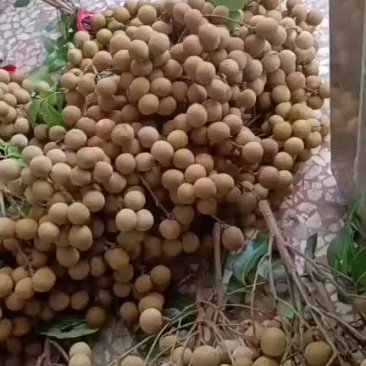 石夾龙眼