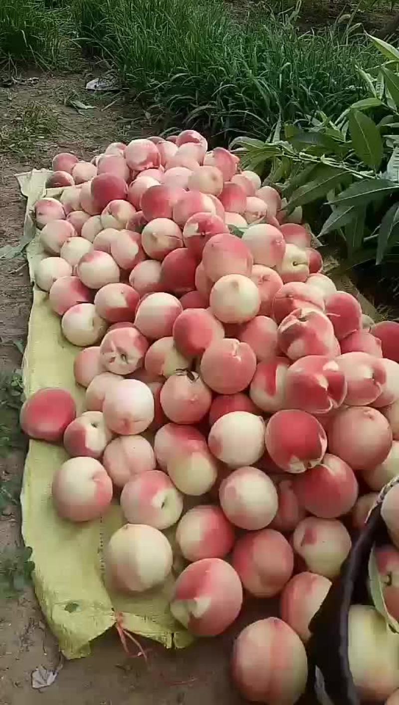 秦安蜜桃