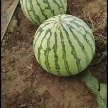 露天西瓜大量上市