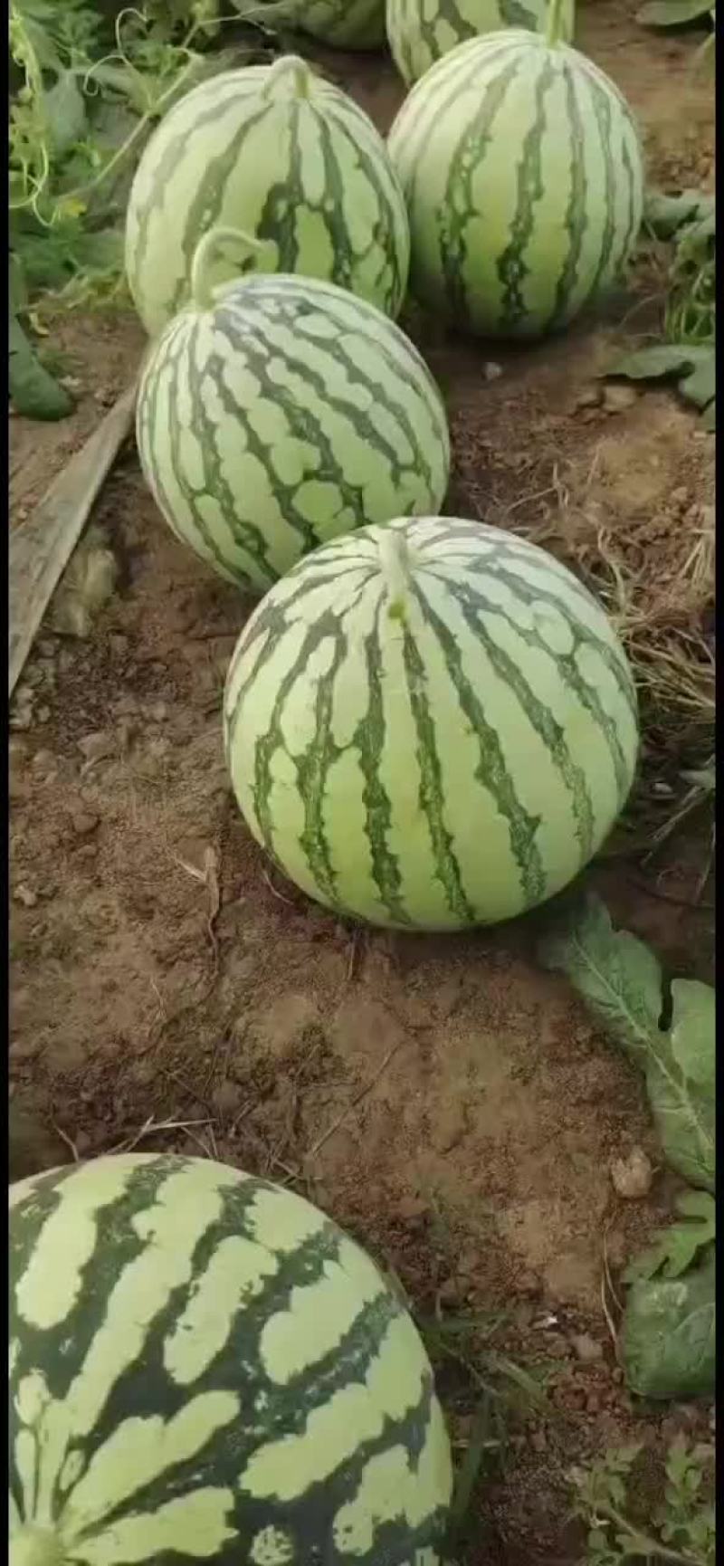 露天西瓜大量上市