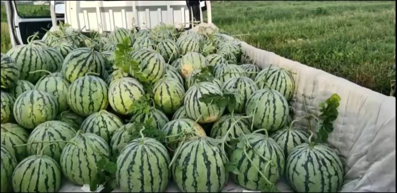 露天西瓜大量上市
