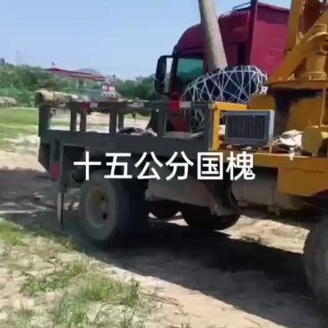 国槐