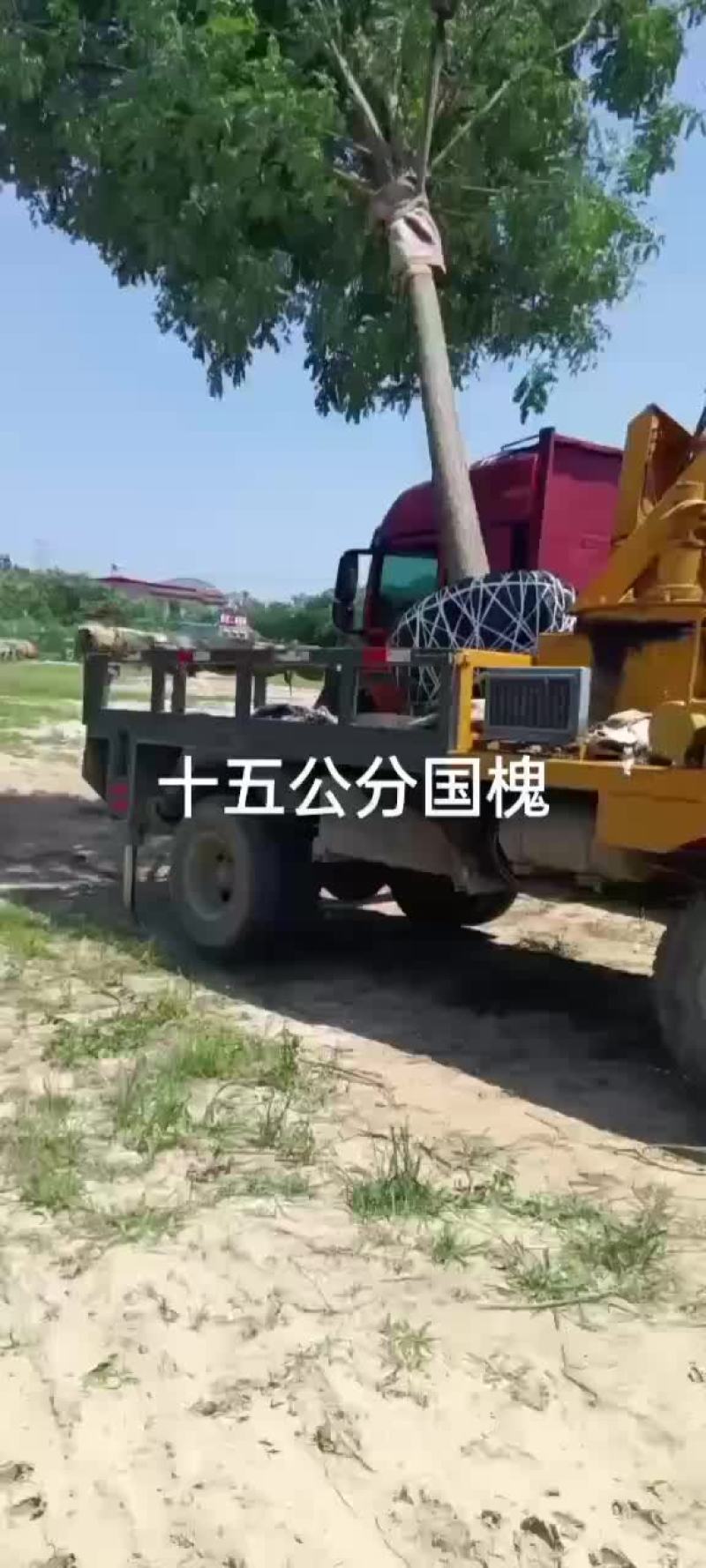 国槐