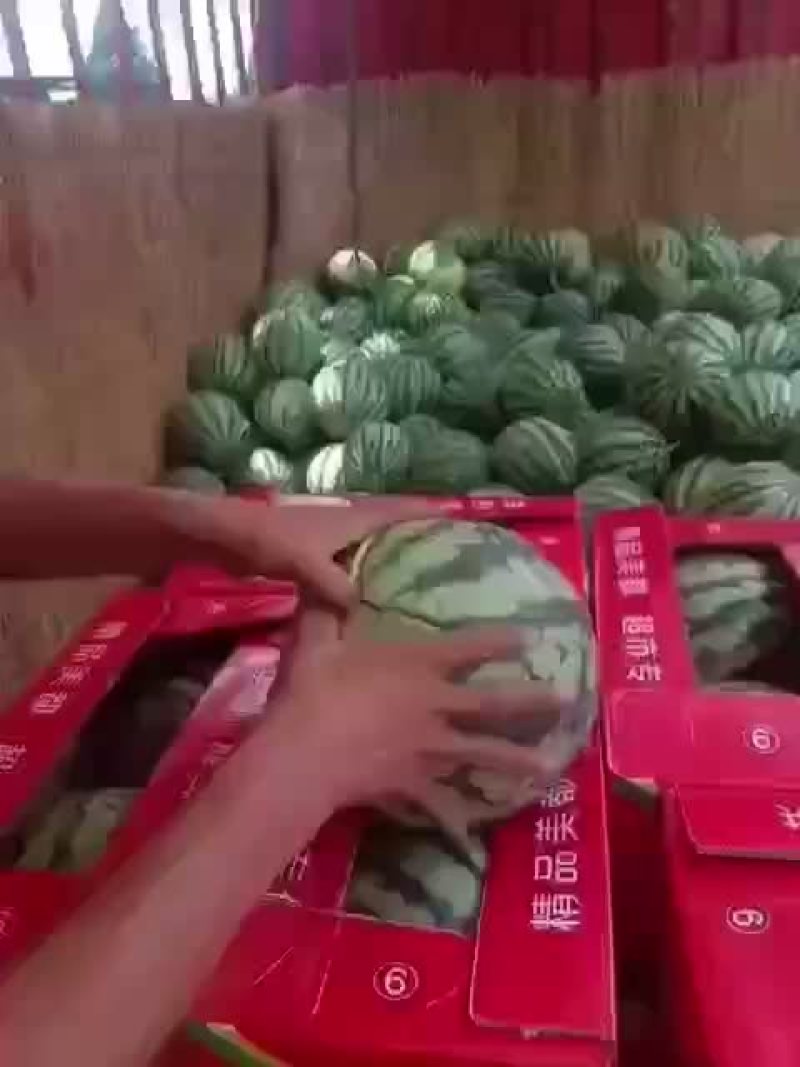 夏县美都西瓜