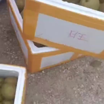 翠冠梨金秋梨大量上市批发
