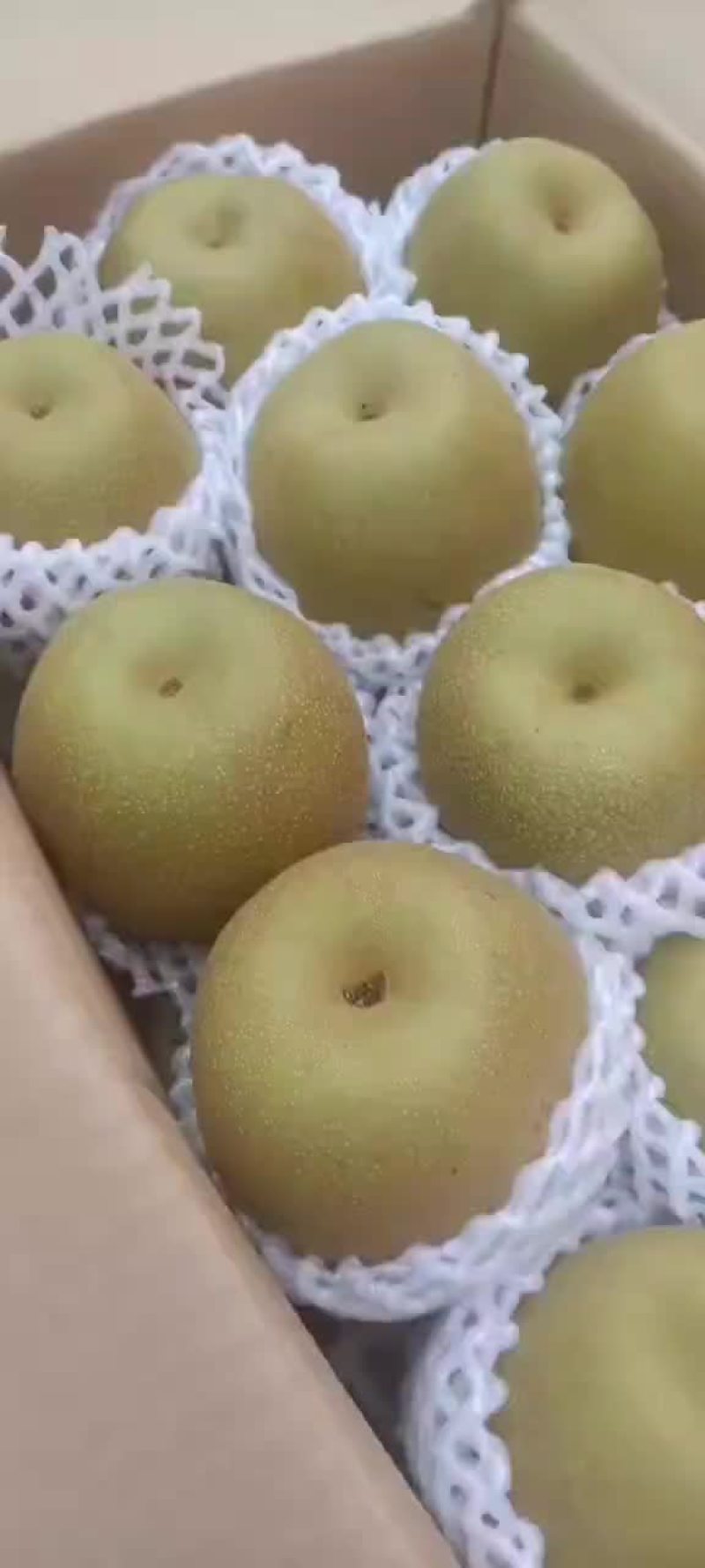 翠冠梨金秋梨大量上市批发