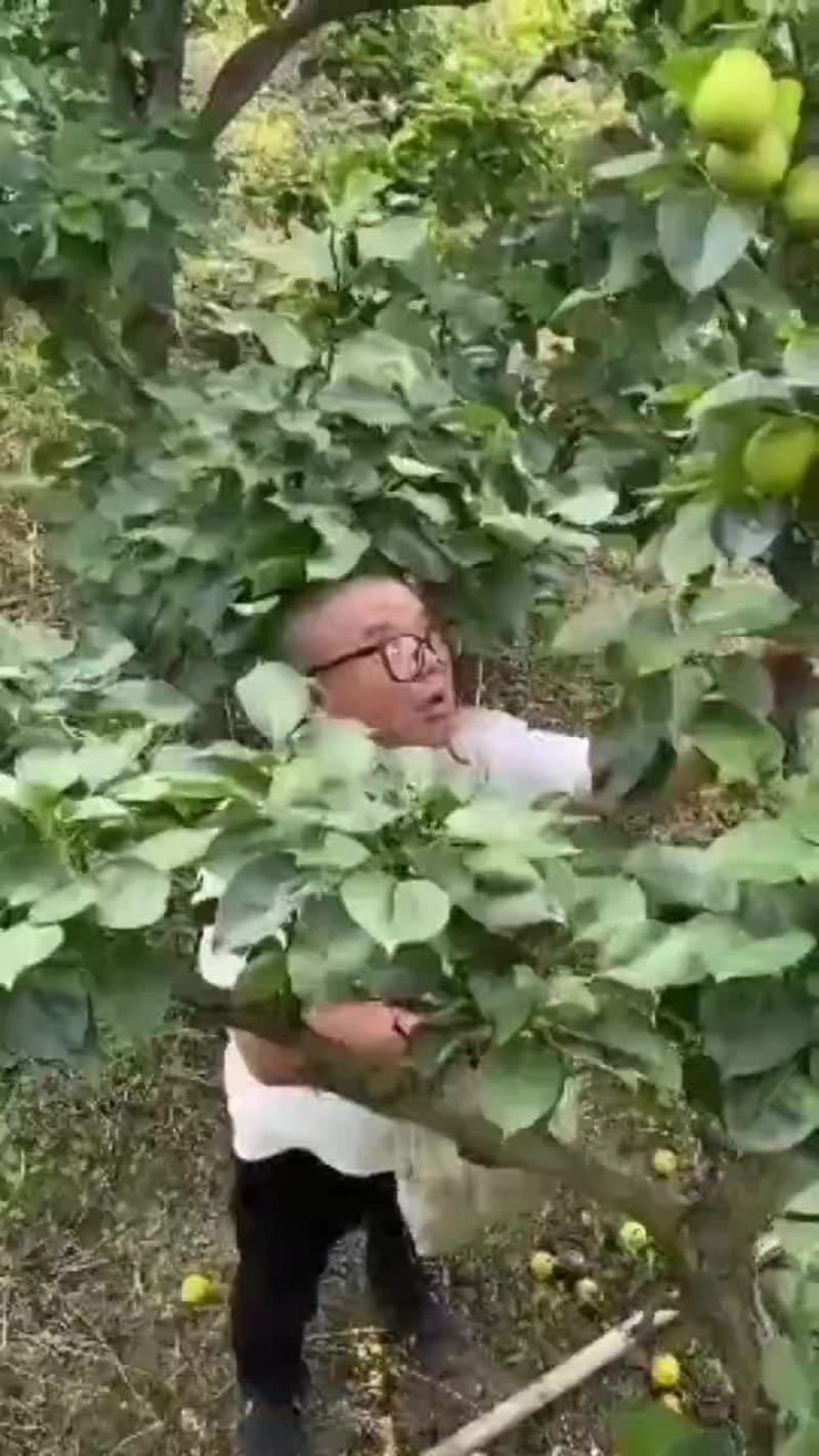 翠冠梨金秋梨大量上市批发