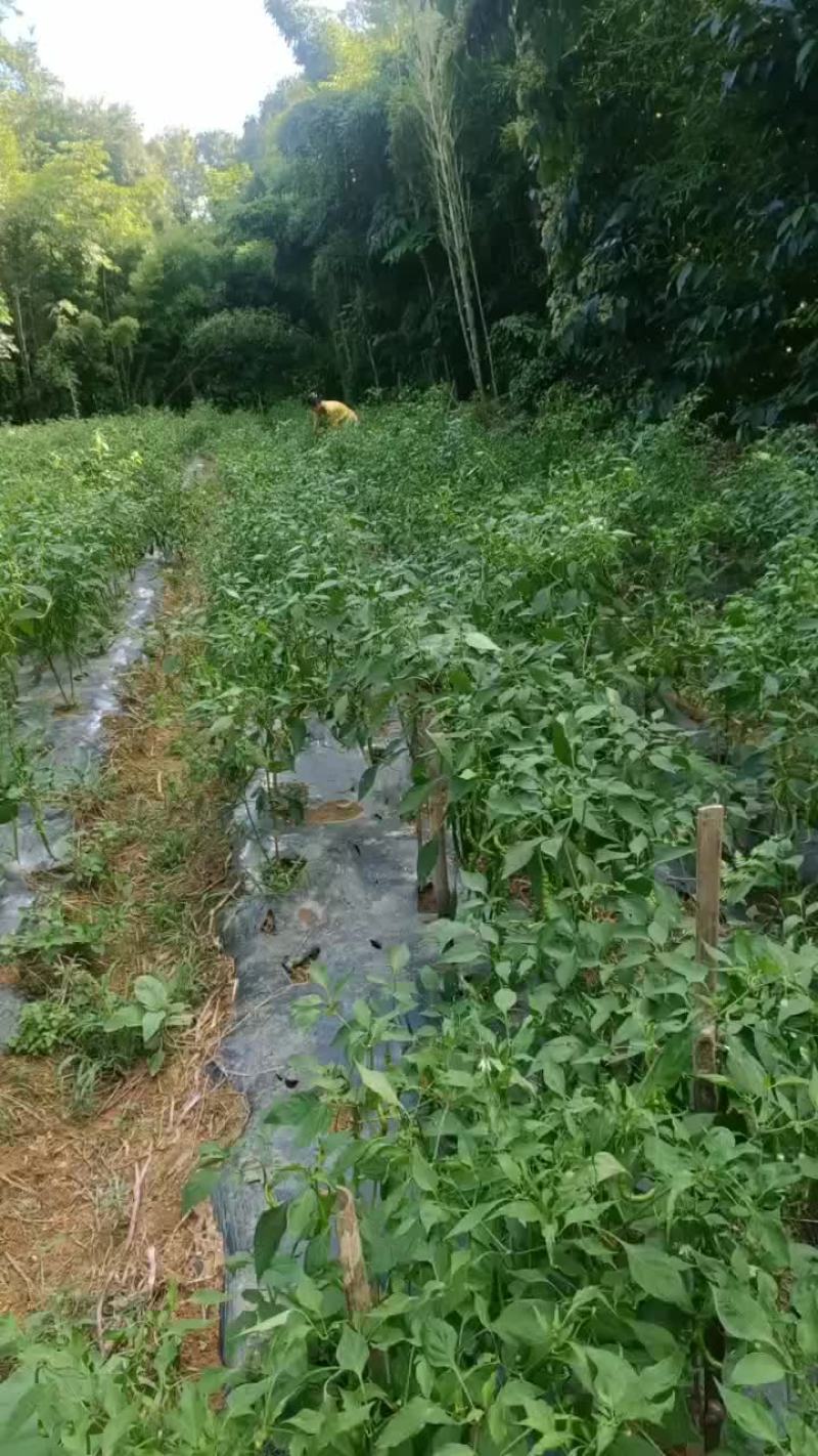 老板电话联系