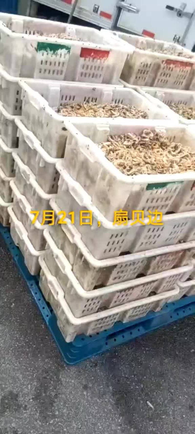 扇贝边。扇贝柱