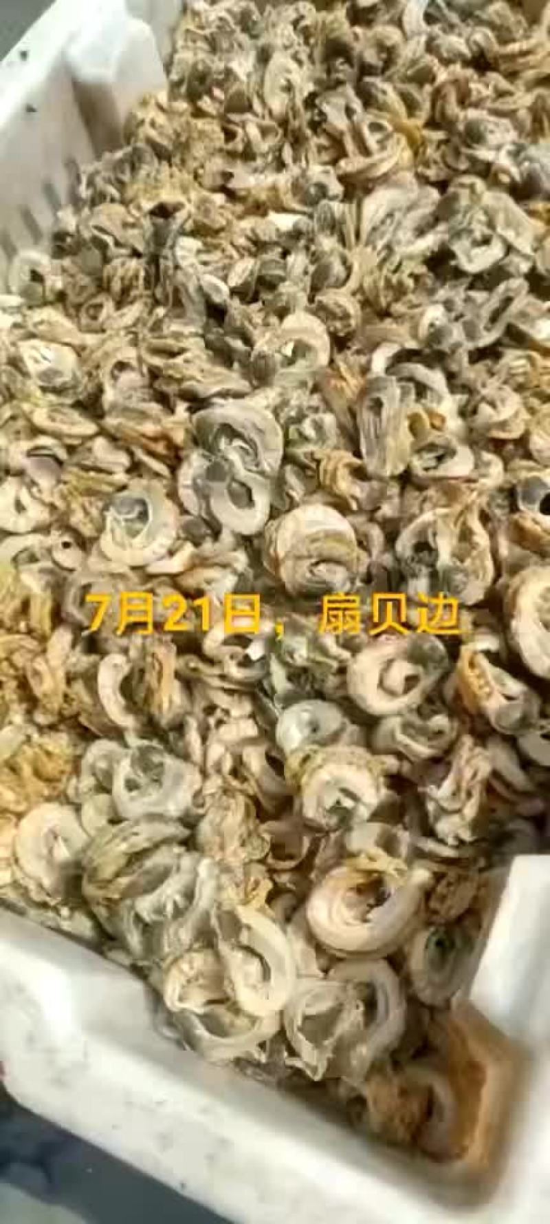 扇贝边。扇贝柱