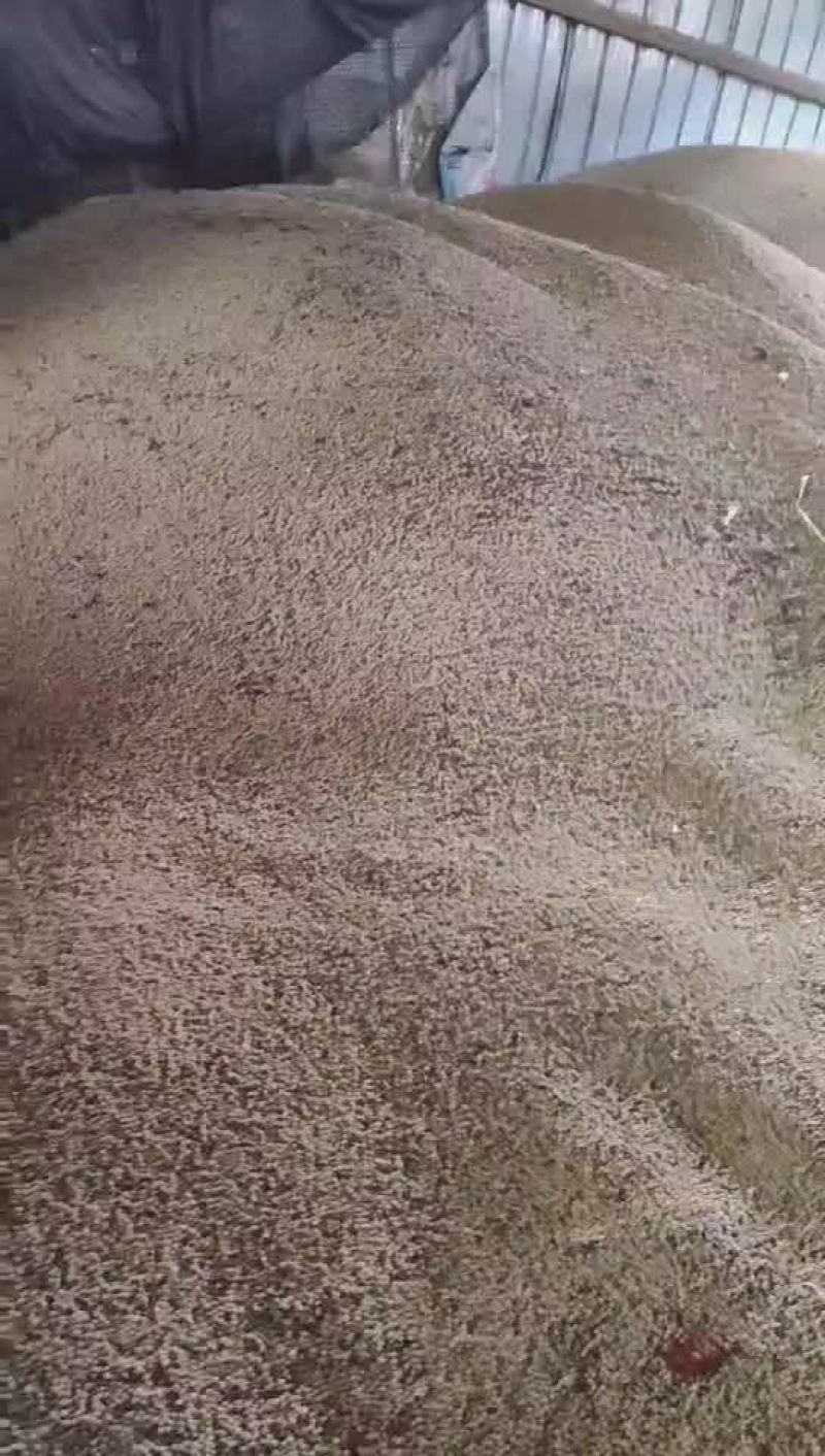 大豆