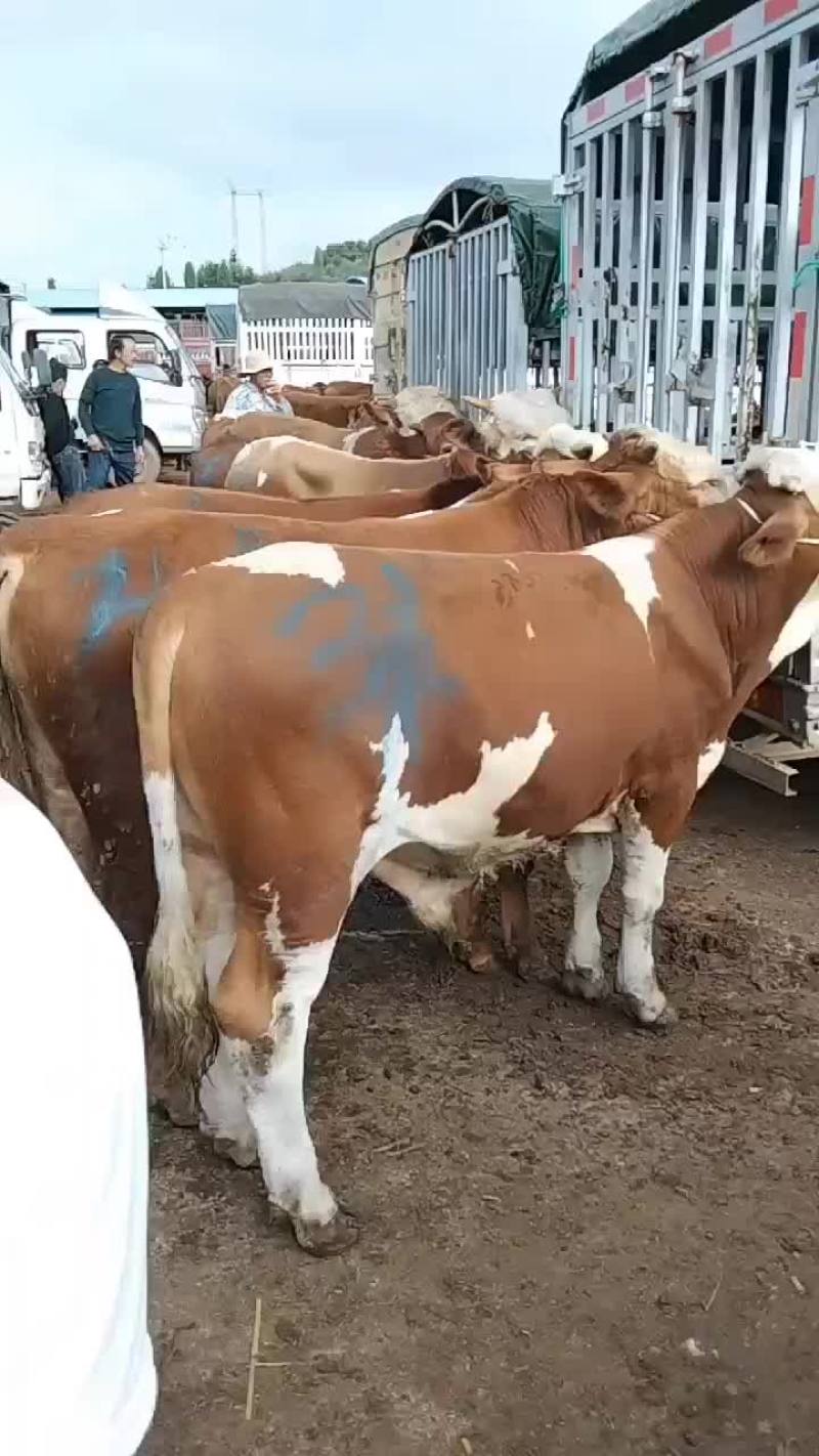 西门塔耳牛