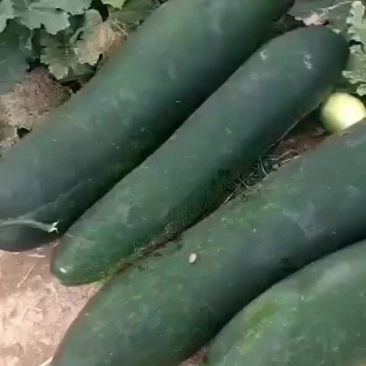 亳州黑皮冬瓜大量上市