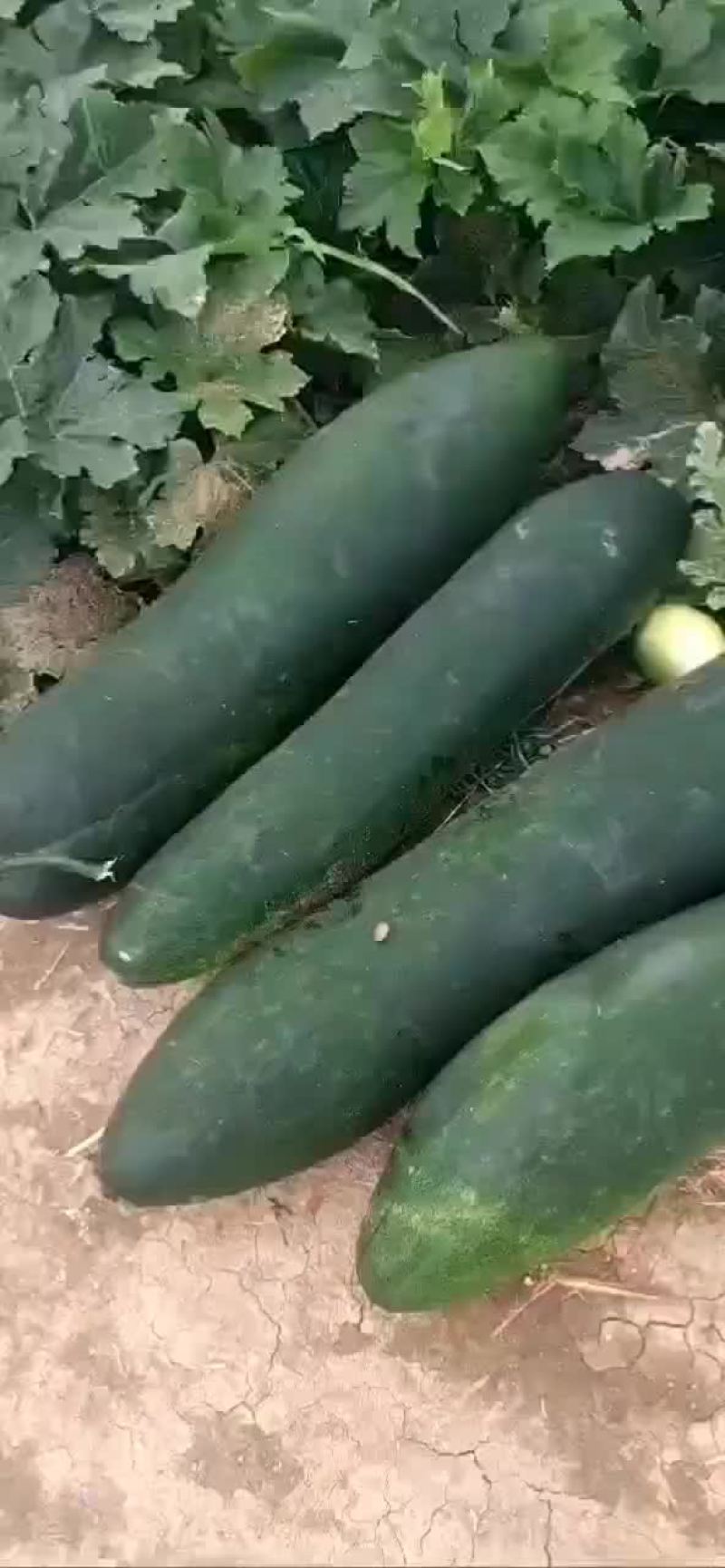 亳州黑皮冬瓜大量上市