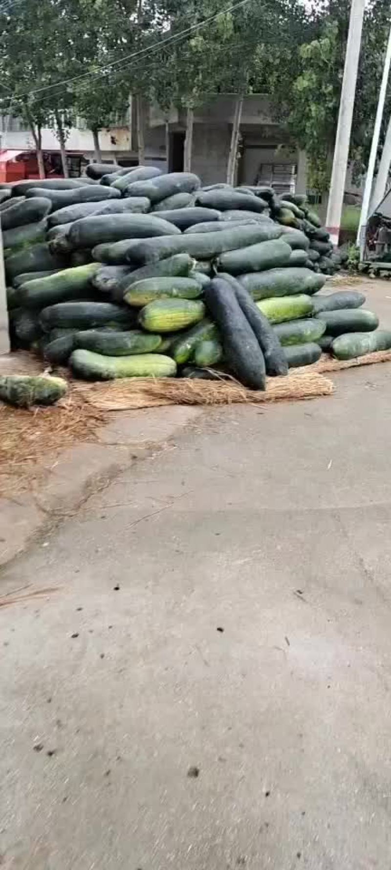 亳州黑皮冬瓜大量上市