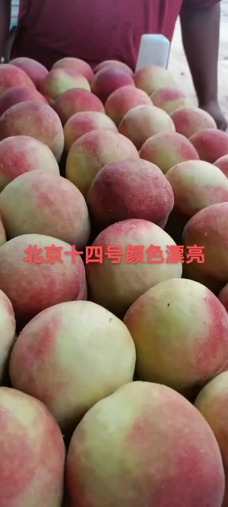 美八北京十四号大量供应