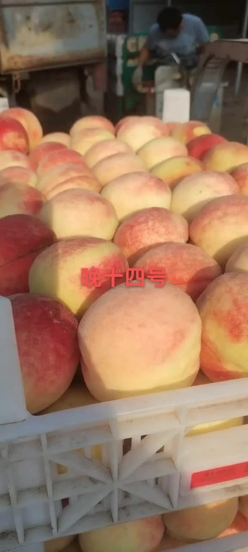 美八北京十四号大量供应