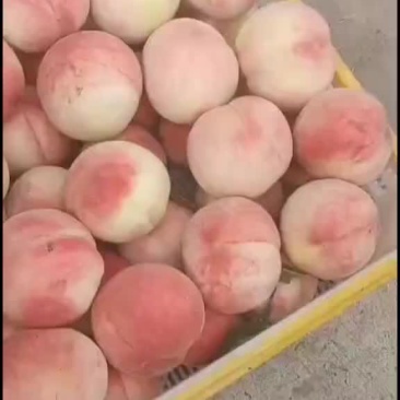 河北廊坊桃子葡萄