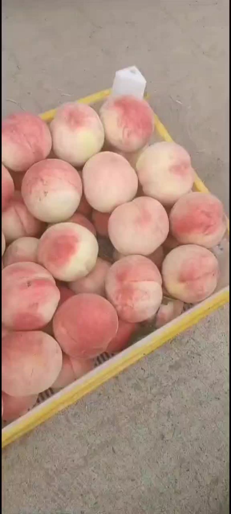 河北廊坊桃子葡萄