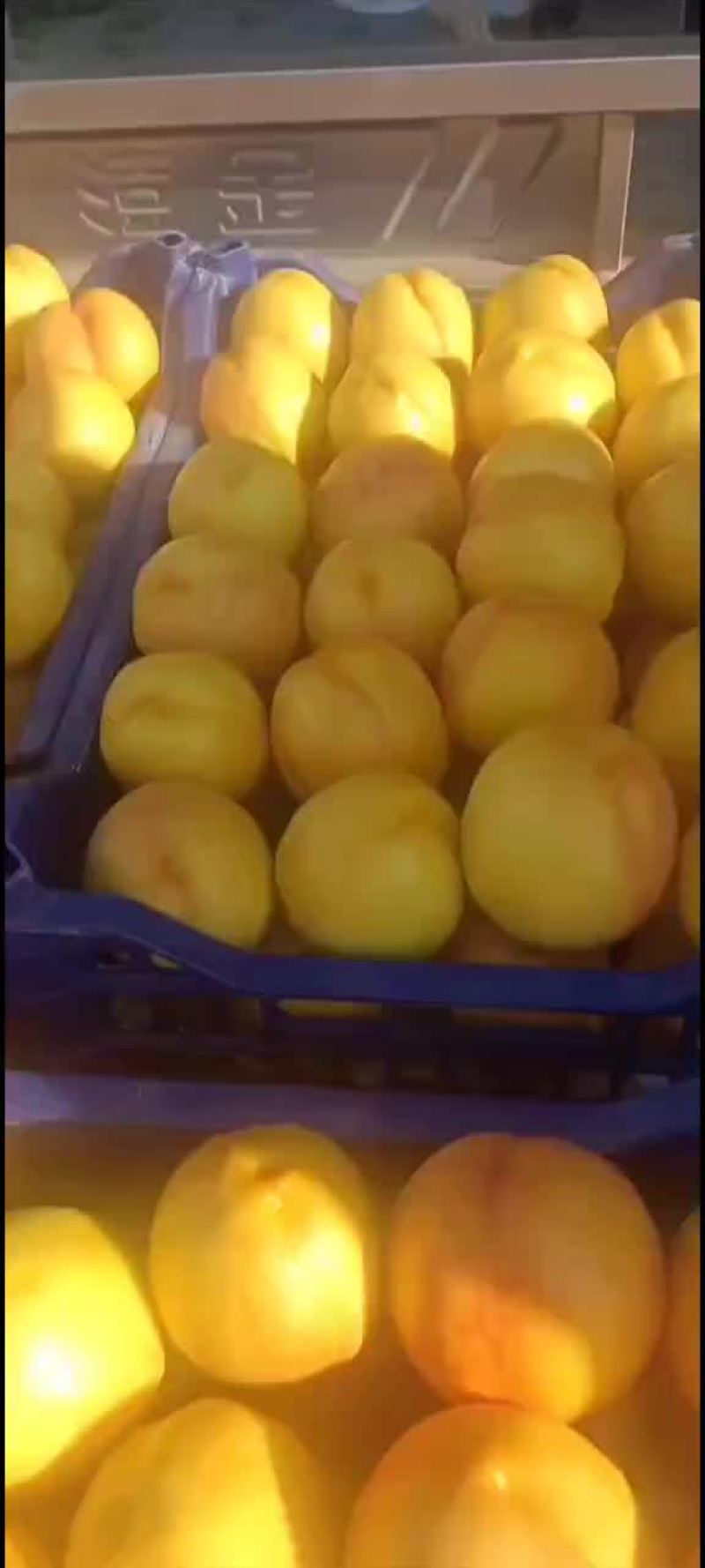 河北廊坊桃子葡萄