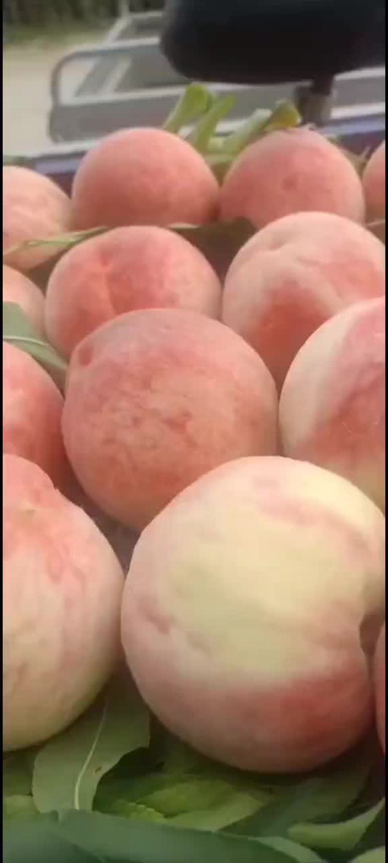 河北廊坊桃子葡萄