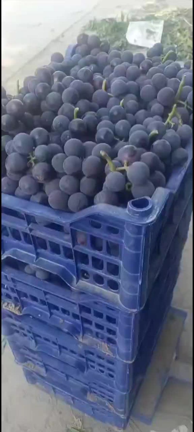 河北廊坊桃子葡萄