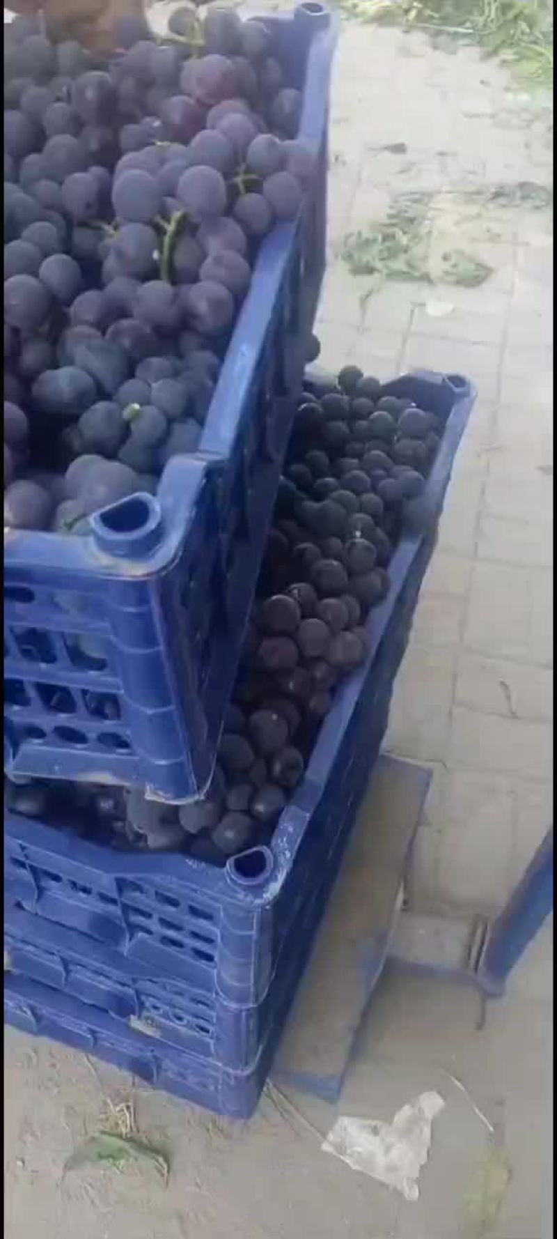 河北廊坊桃子葡萄