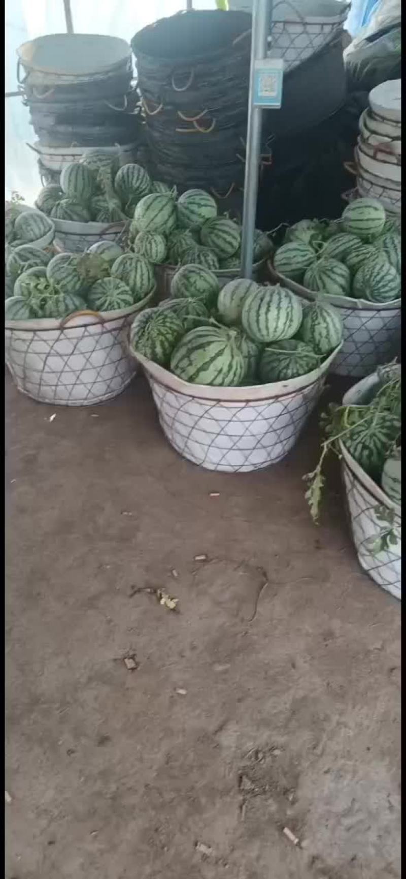 浙江大棚麒麟瓜西瓜8424二茬有籽上市