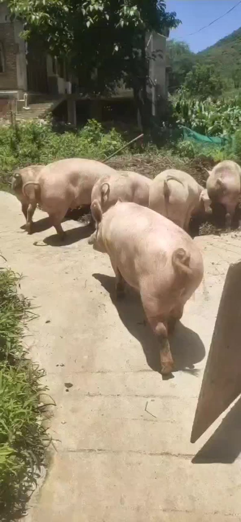 标猪三元猪