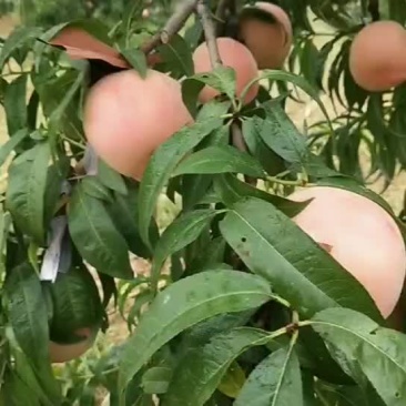 水蜜桃