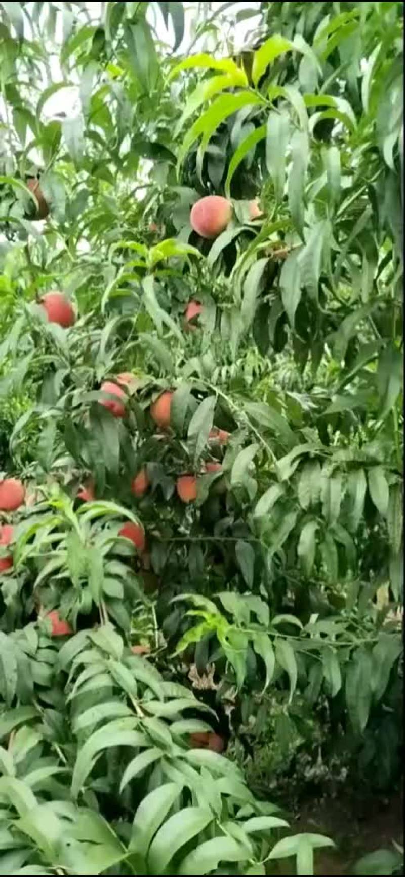 水蜜桃