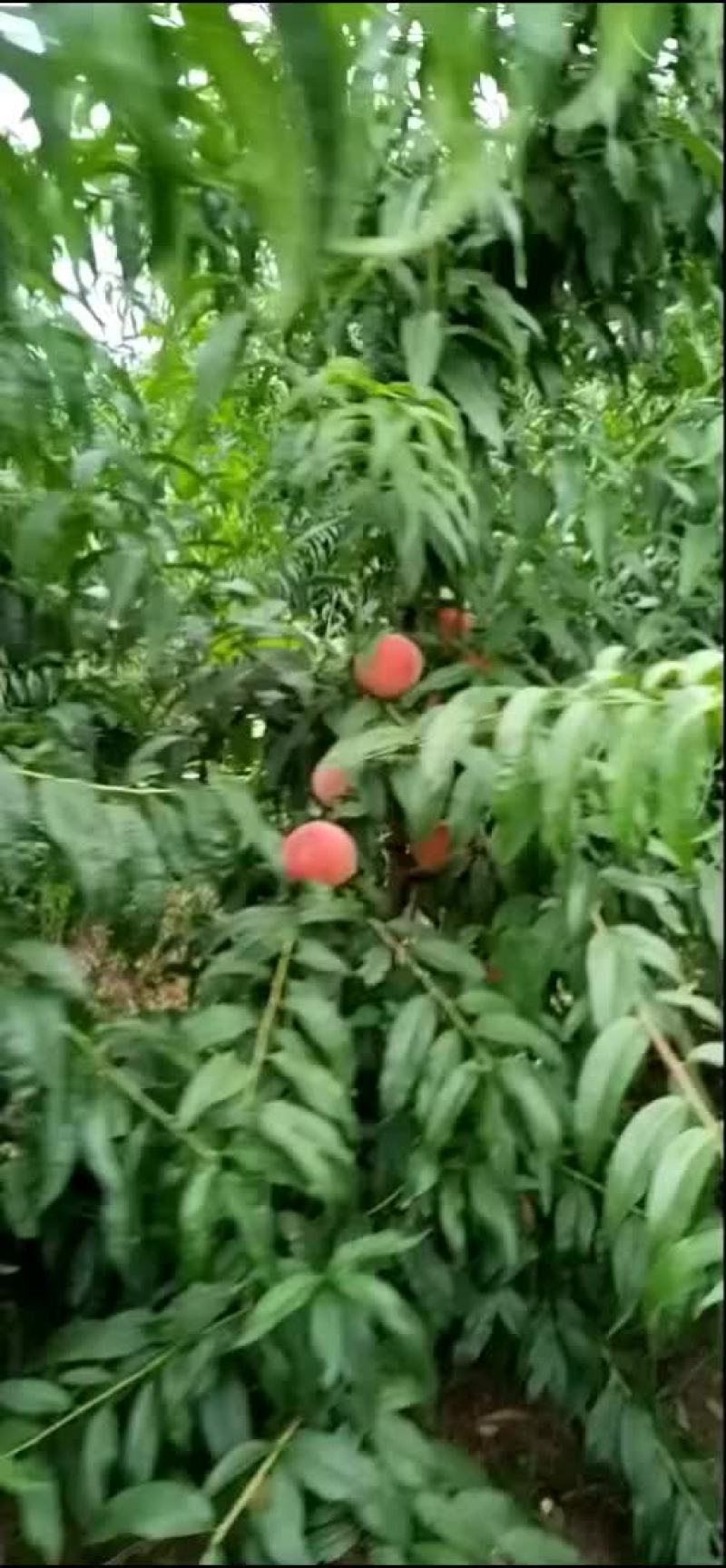 水蜜桃