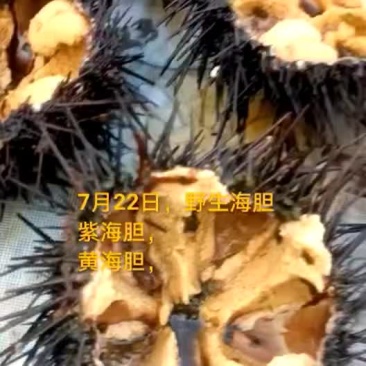 紫海胆，黄海胆，