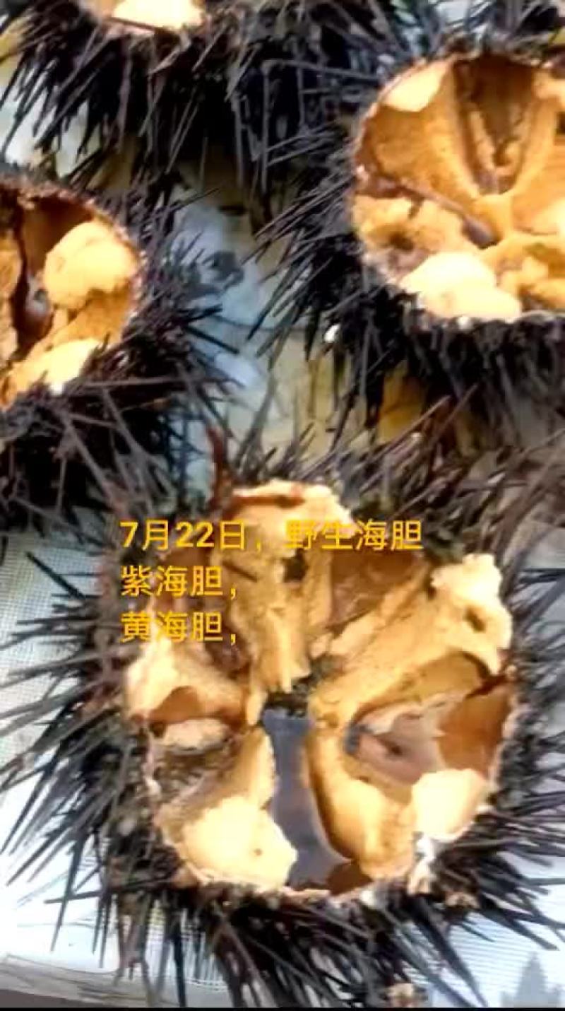 紫海胆，黄海胆，