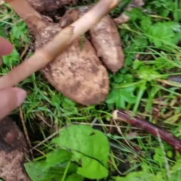 正宗野生天麻