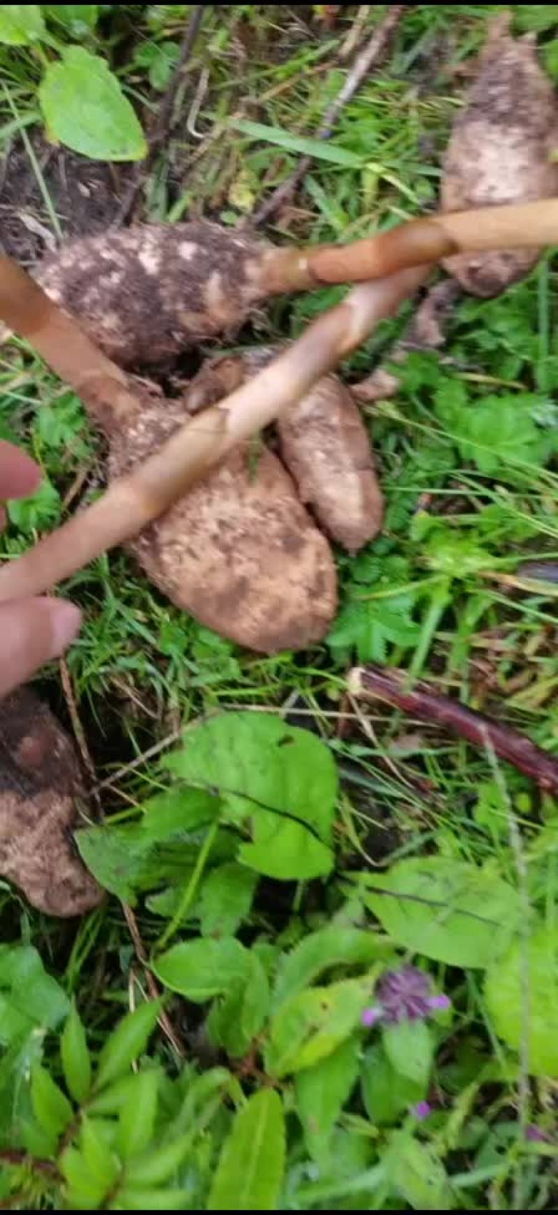 正宗野生天麻