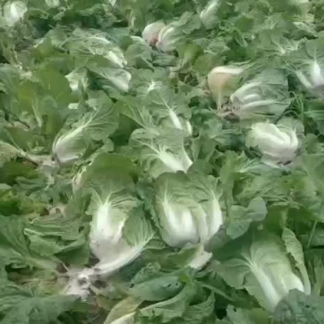 黄心白菜正在装车