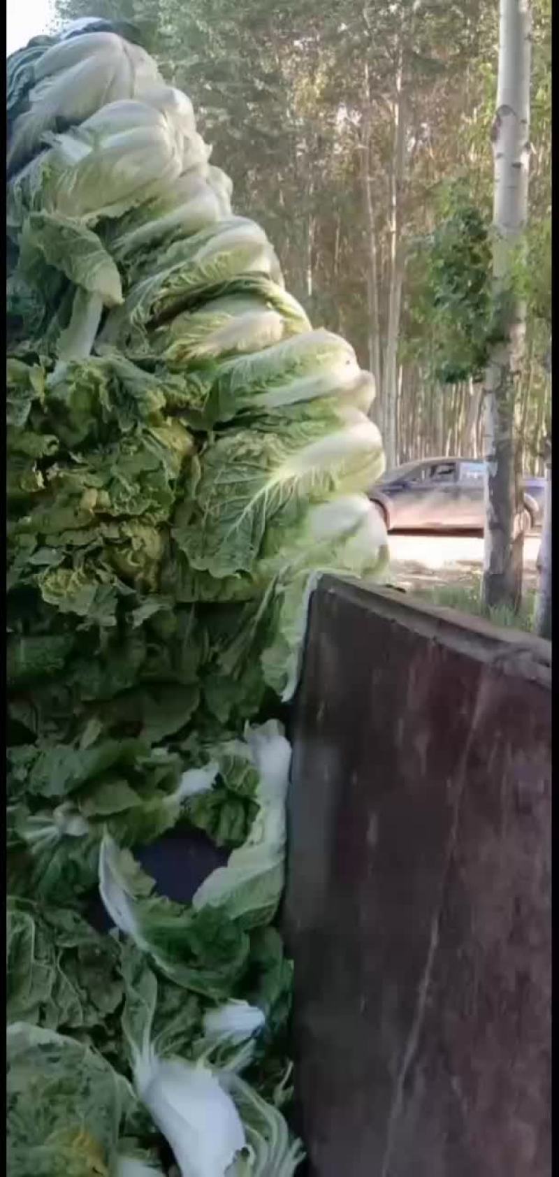 黄心白菜正在装车
