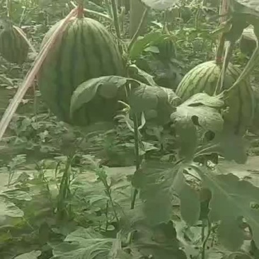 果型正，熟度好，糖度高