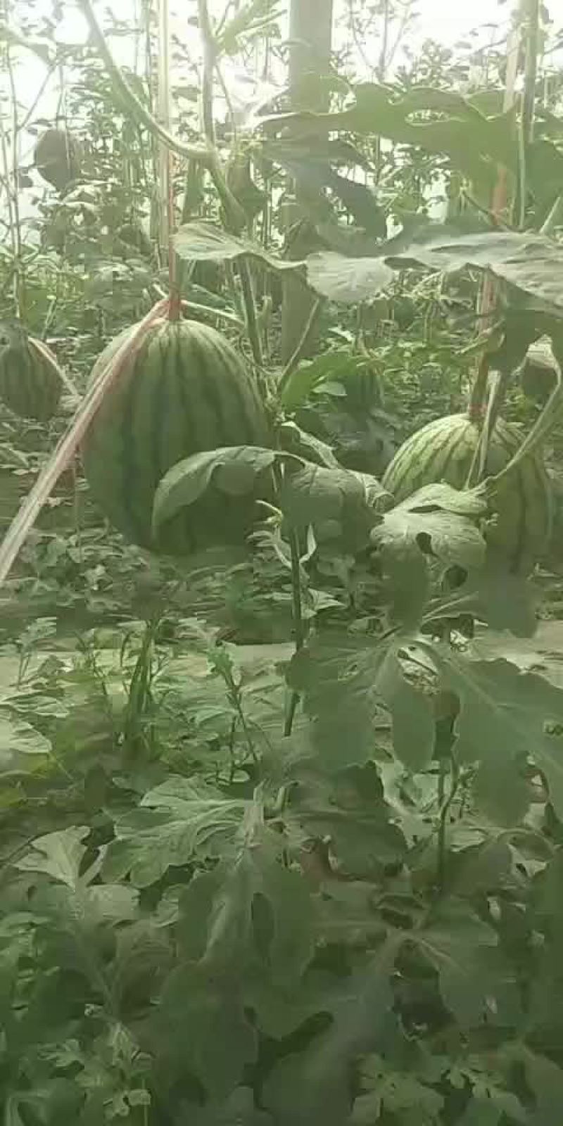 果型正，熟度好，糖度高