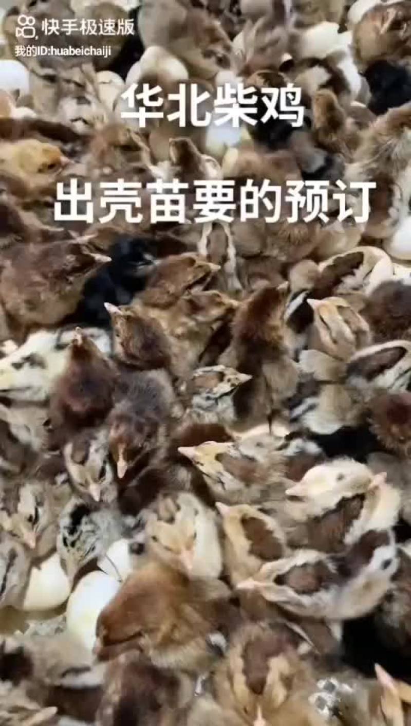 华北柴出壳苗