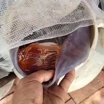 海蜇皮（半成品）