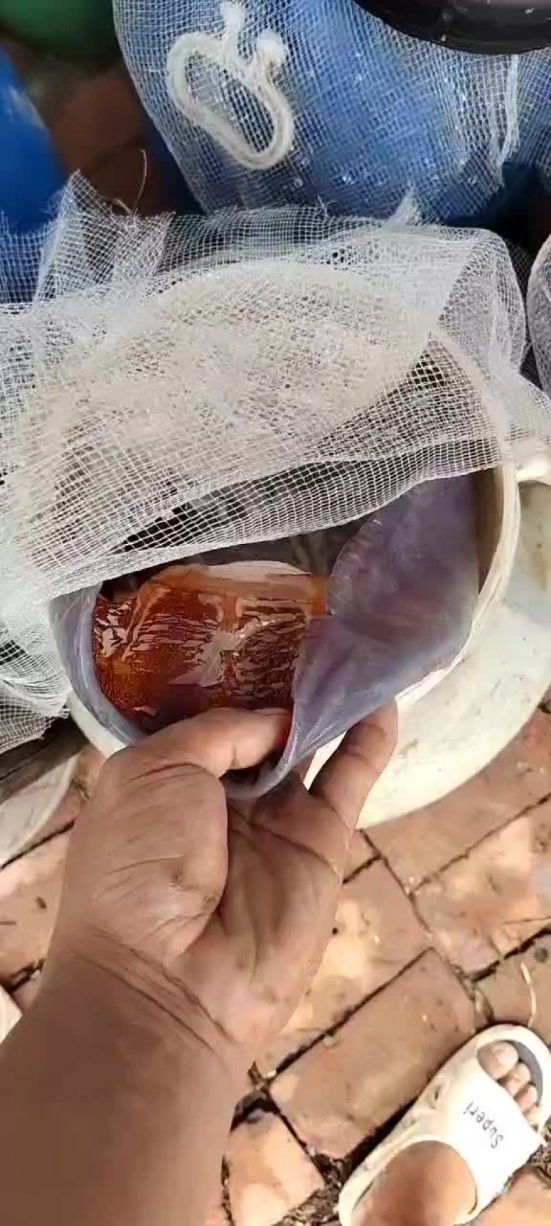 海蜇皮（半成品）