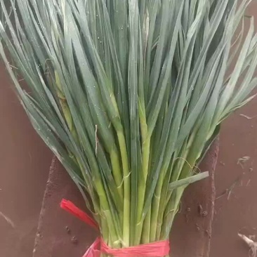 永登一点红