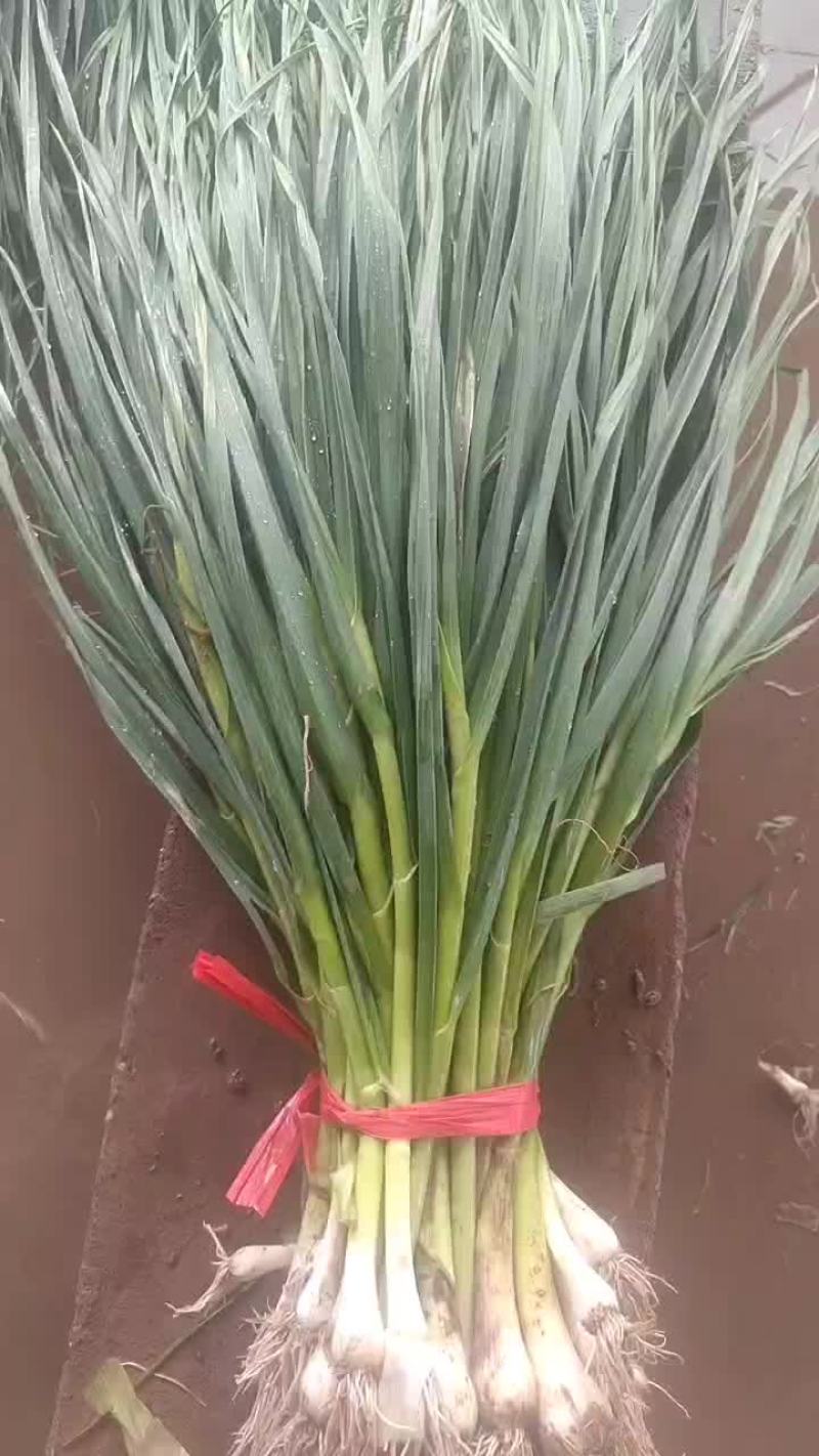 永登一点红