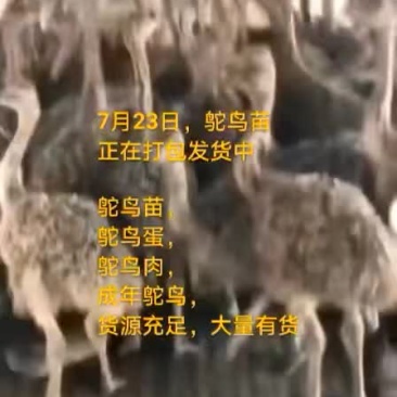 鸵鸟蛋