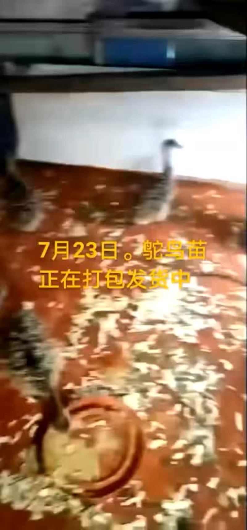 鸵鸟蛋