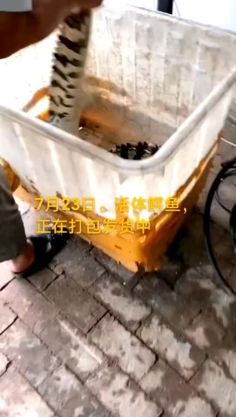 鸵鸟蛋